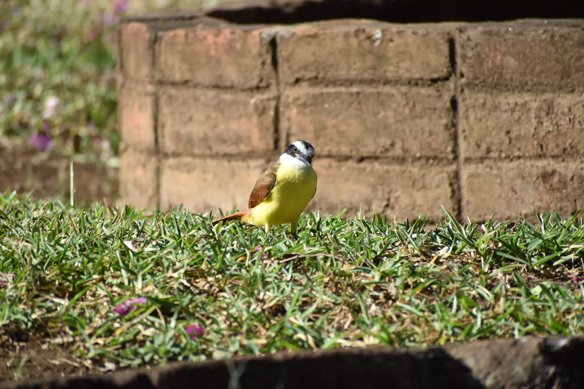 Mornings in the Garden