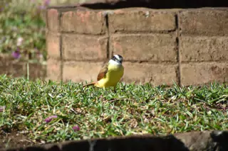 Mornings in the Garden