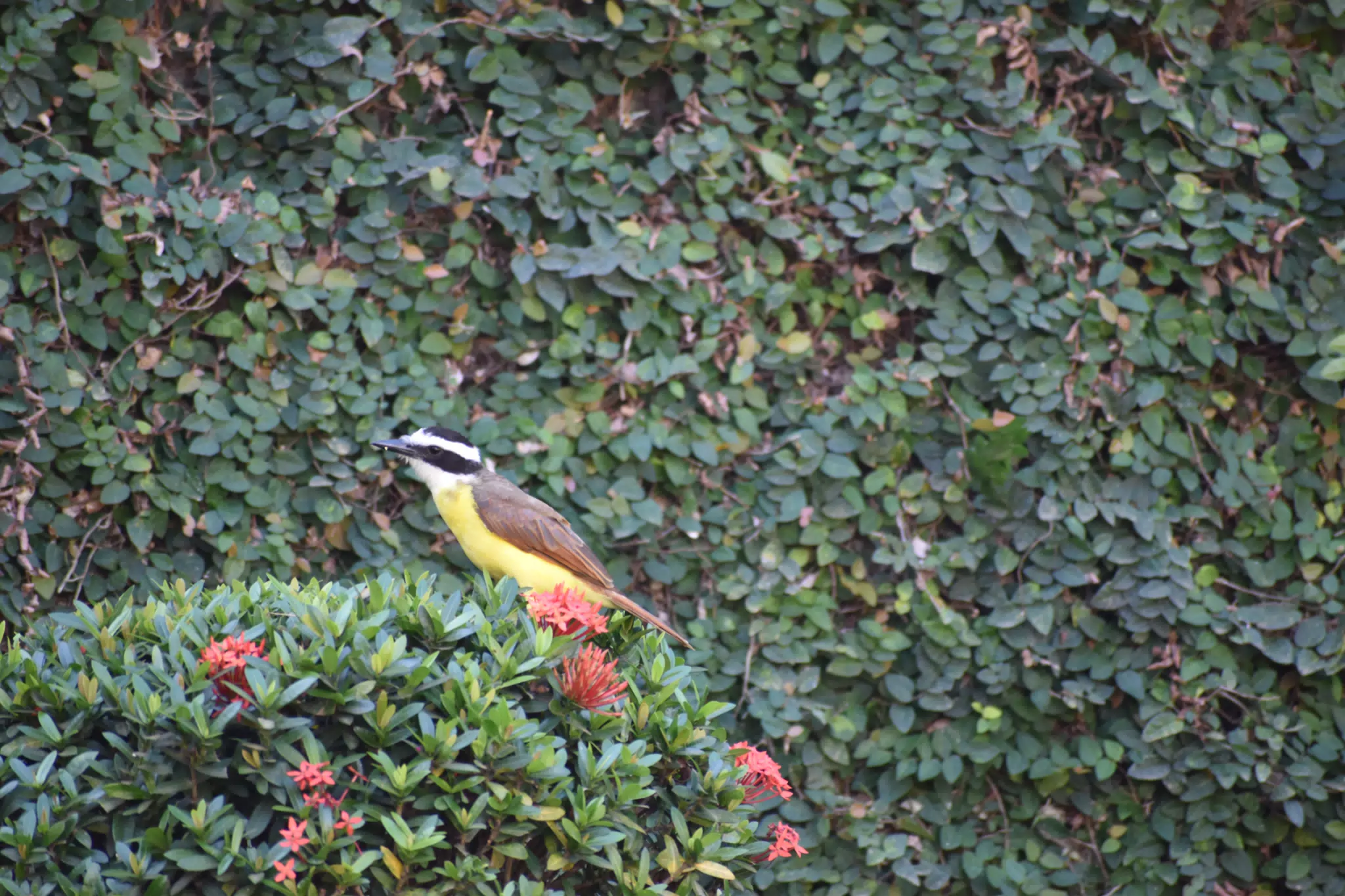 Mornings in the Garden