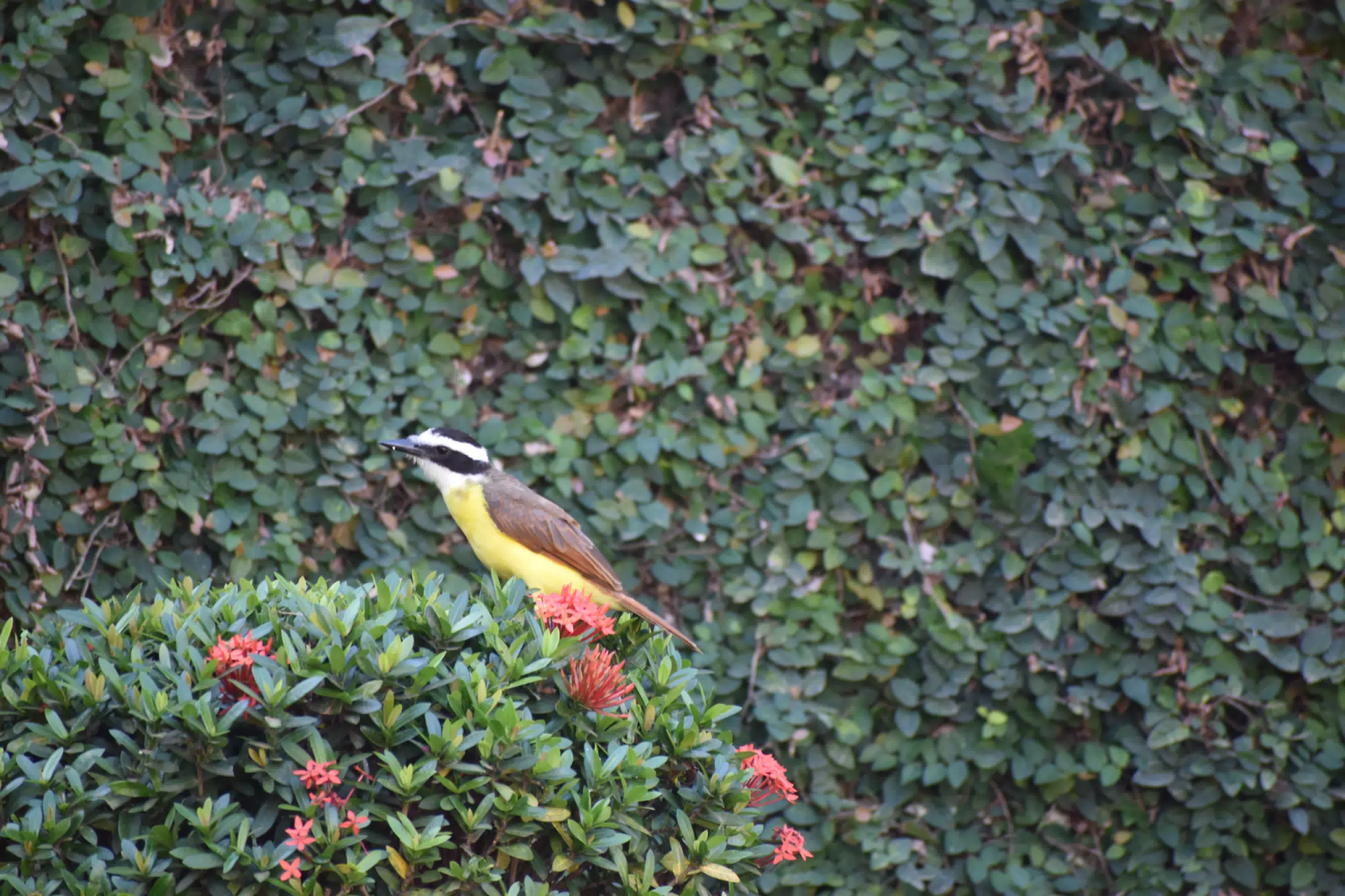 Mornings in the Garden