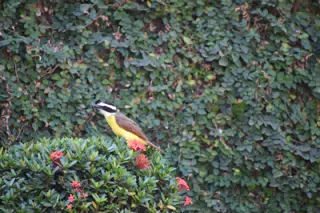Mornings in the Garden