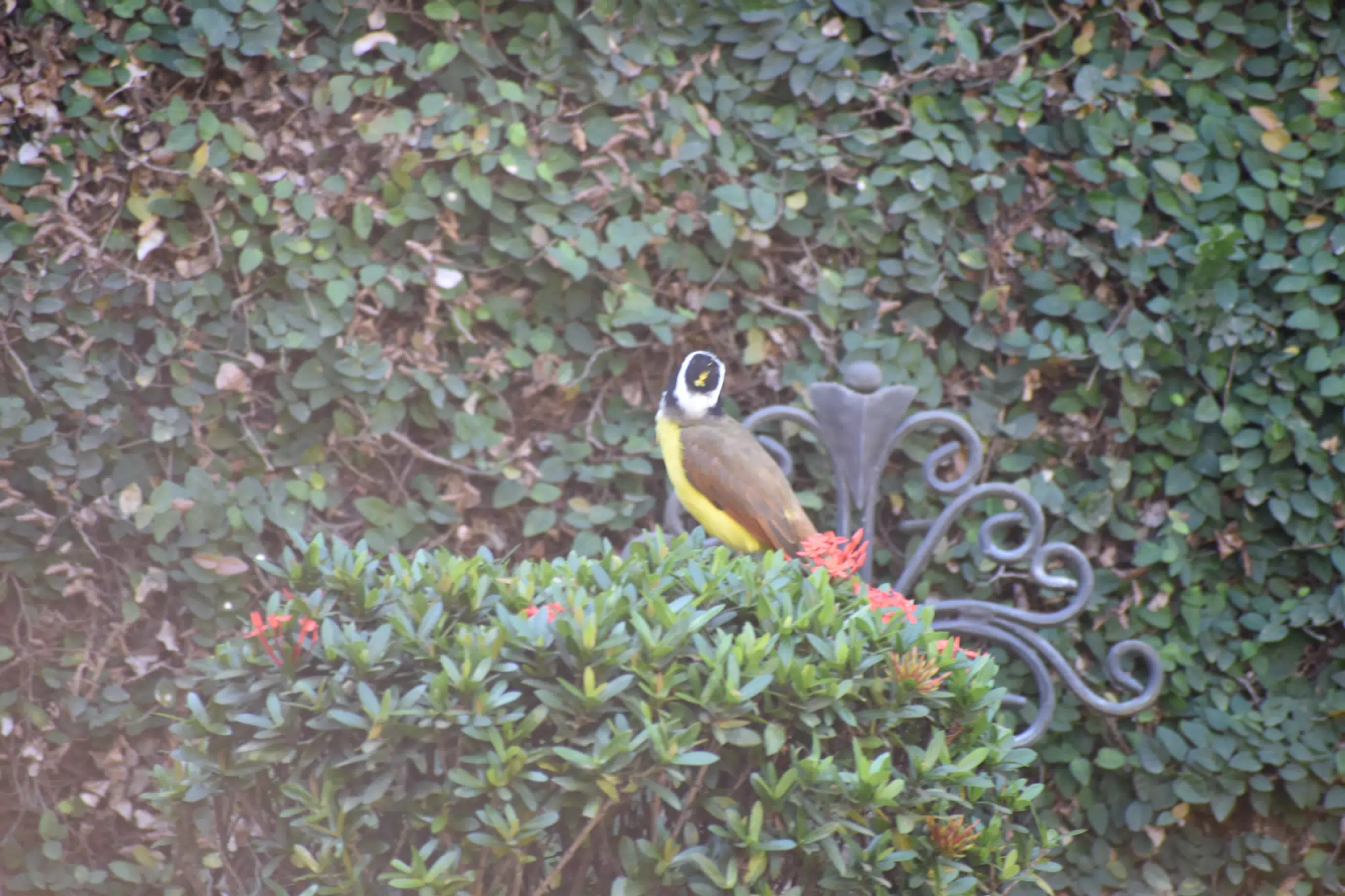 Mornings in the Garden