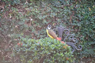 Mornings in the Garden