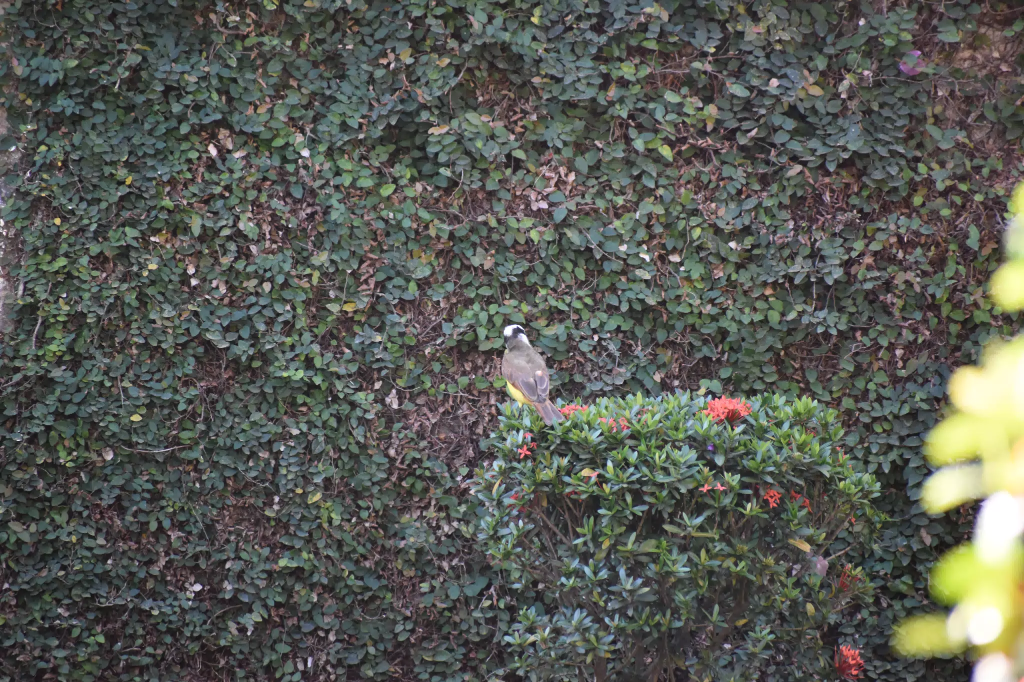 Mornings in the Garden