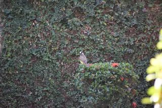 Mornings in the Garden