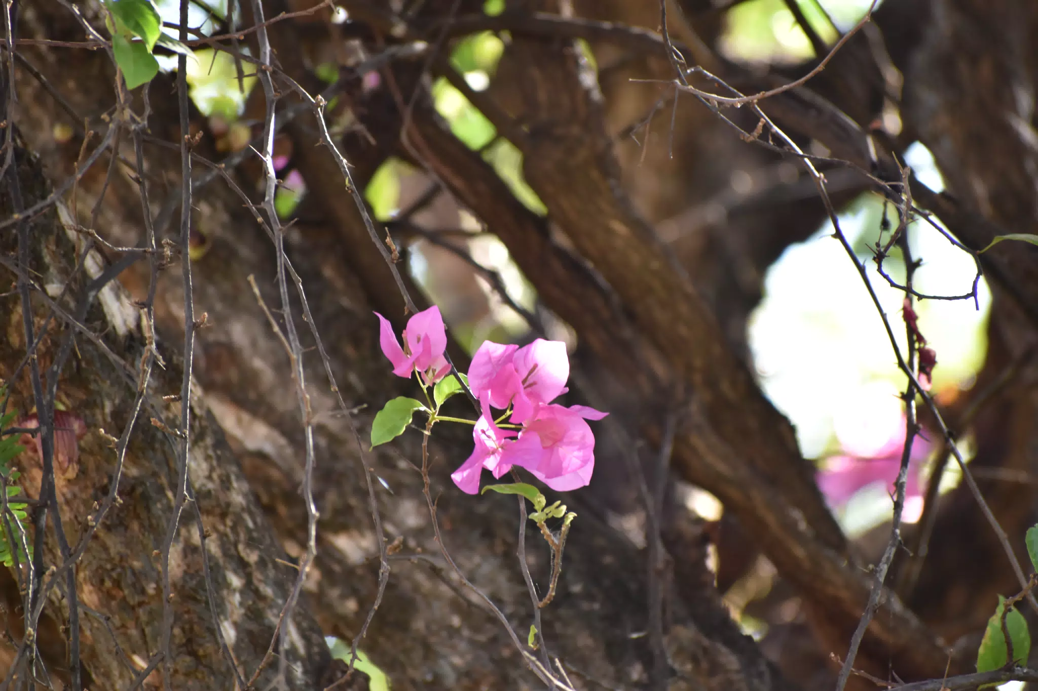 Mornings in the Garden