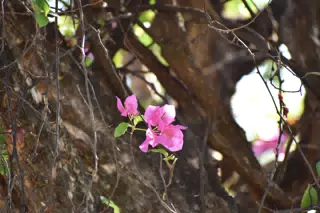 Mornings in the Garden