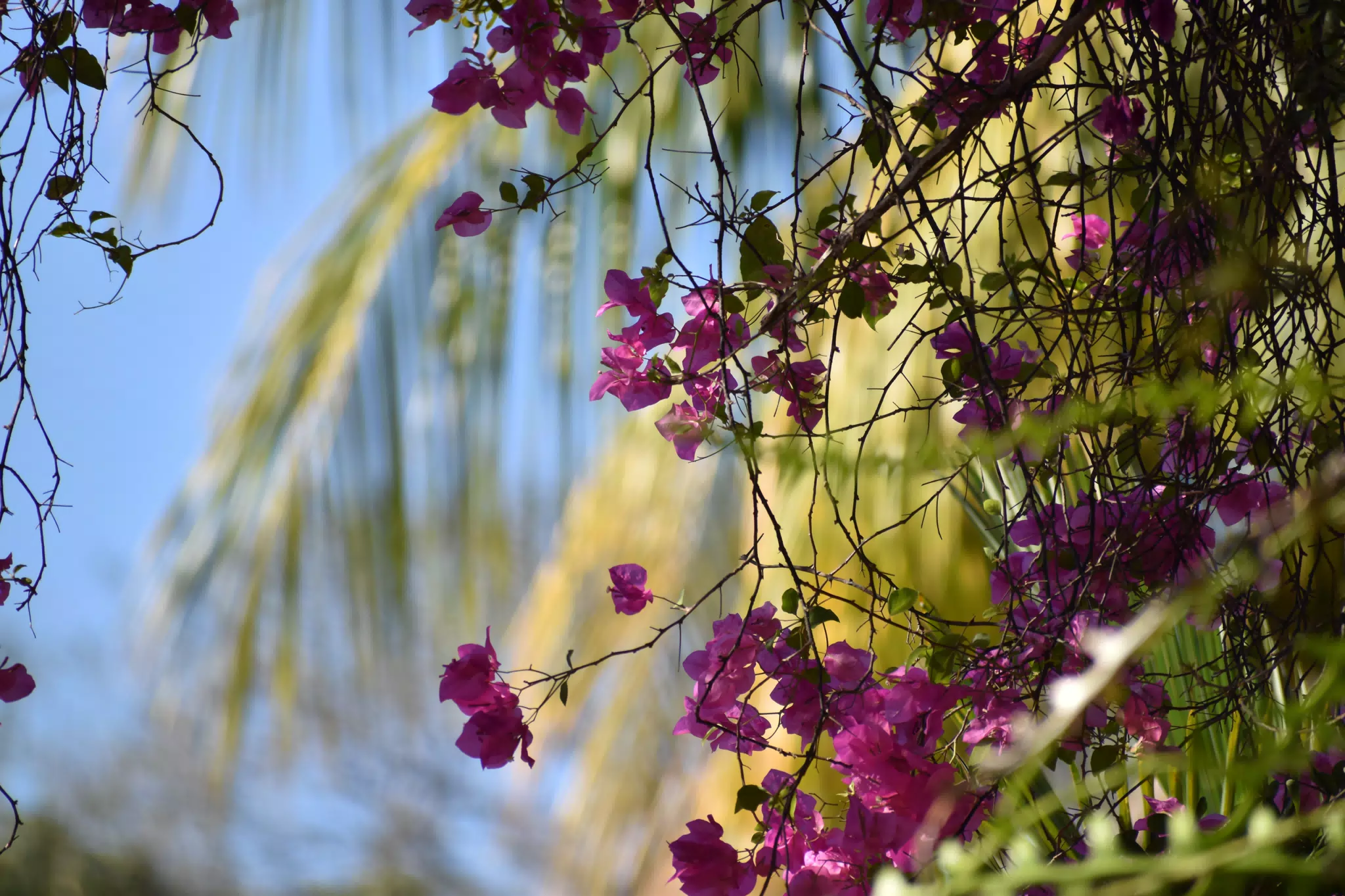 Mornings in the Garden