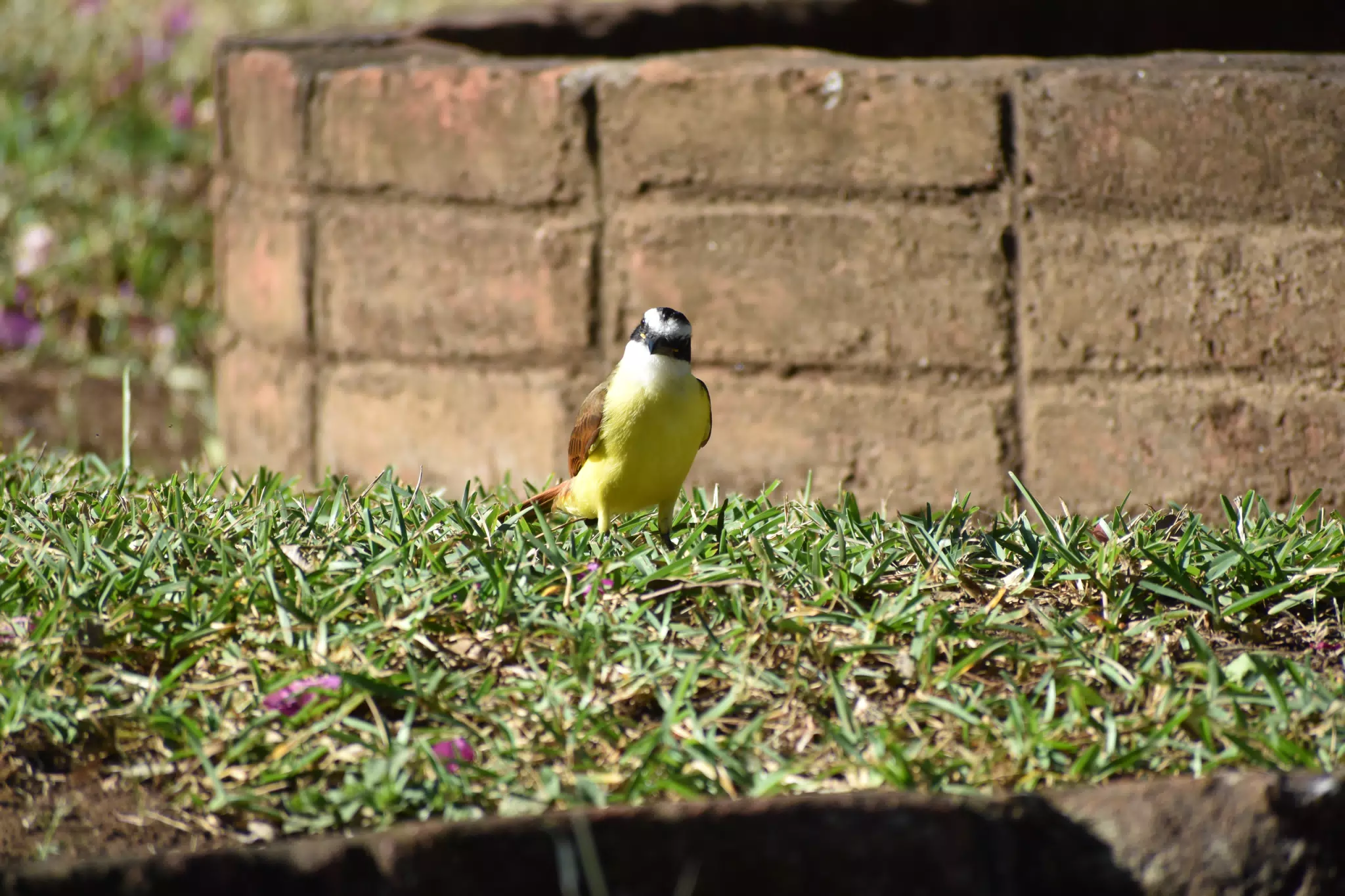 Mornings in the Garden