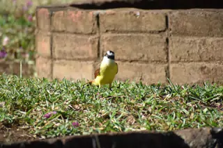 Mornings in the Garden