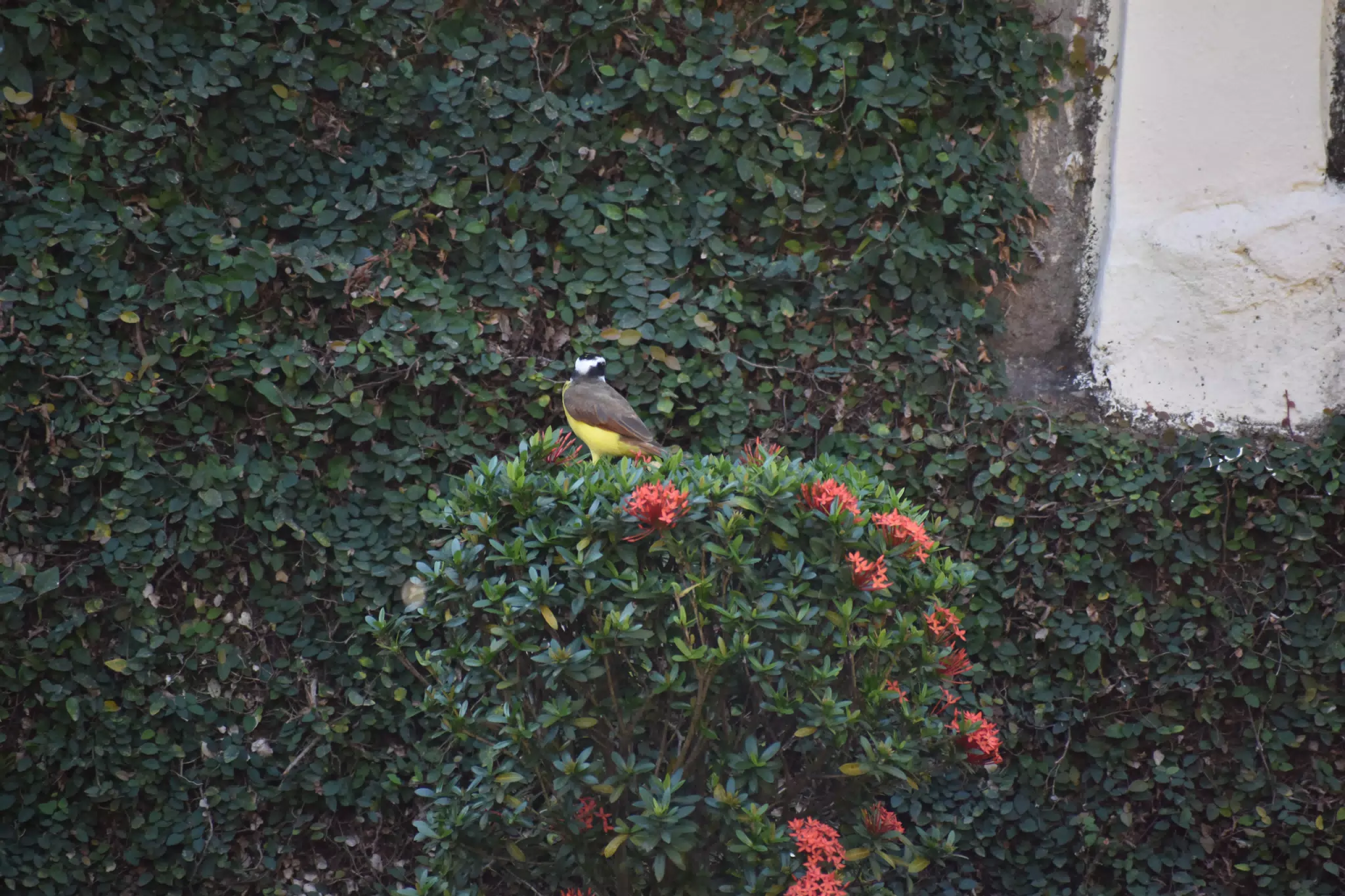 Mornings in the Garden