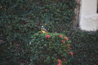 Mornings in the Garden