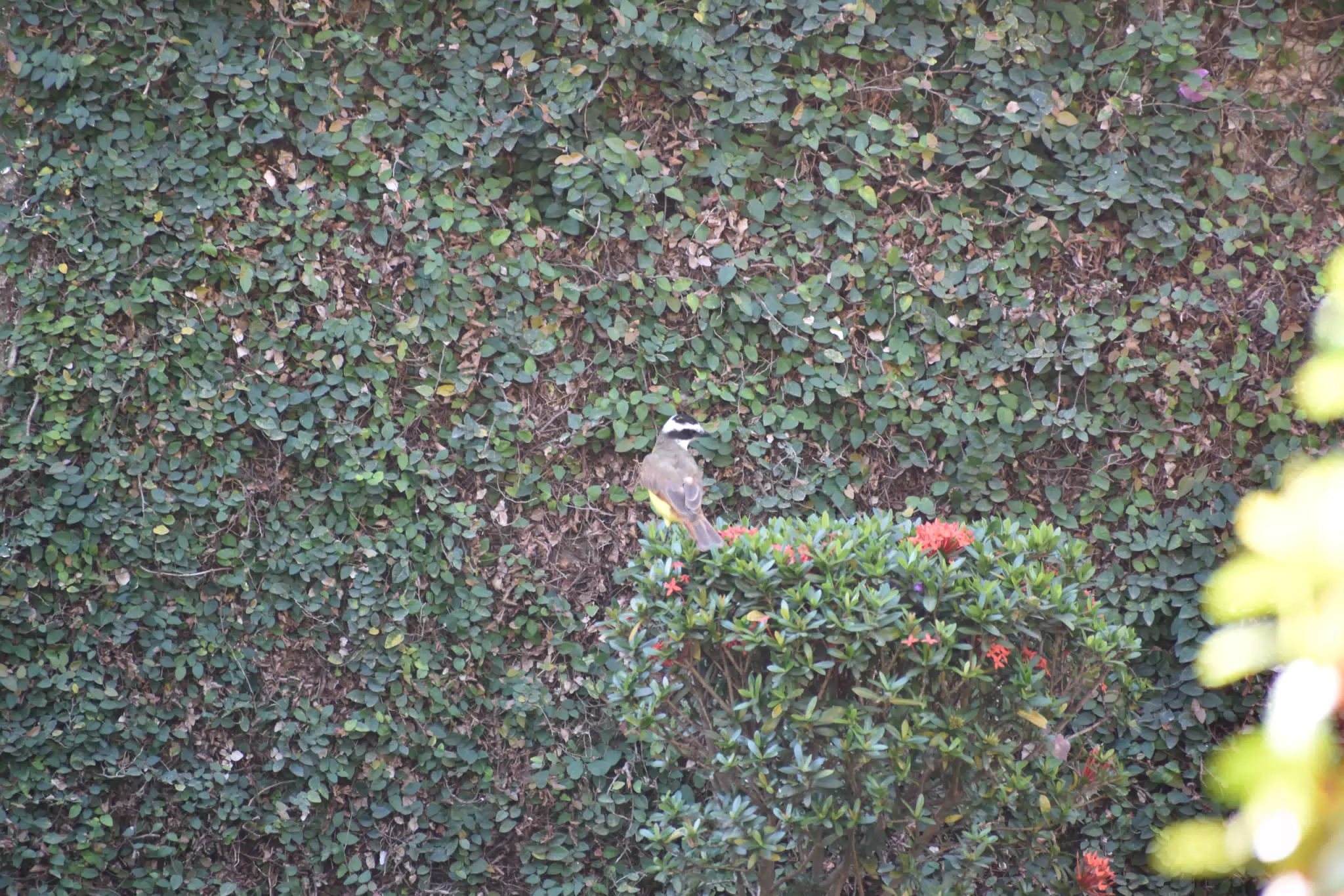Mornings in the Garden