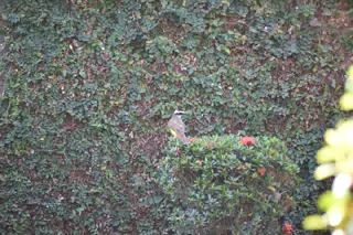 Mornings in the Garden