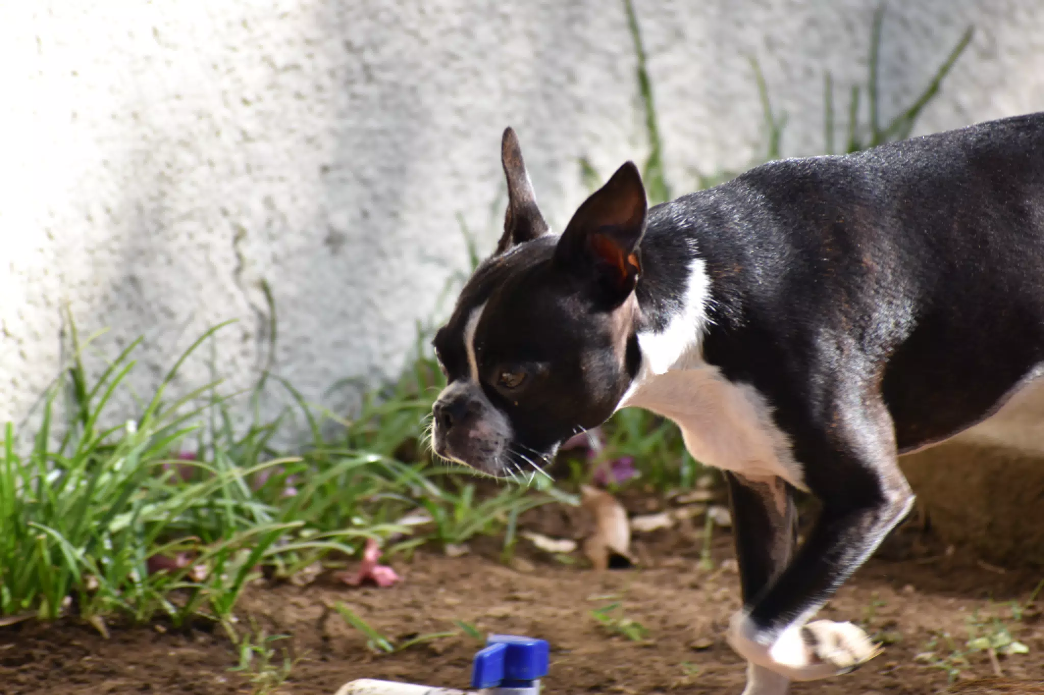 Mornings in the Garden