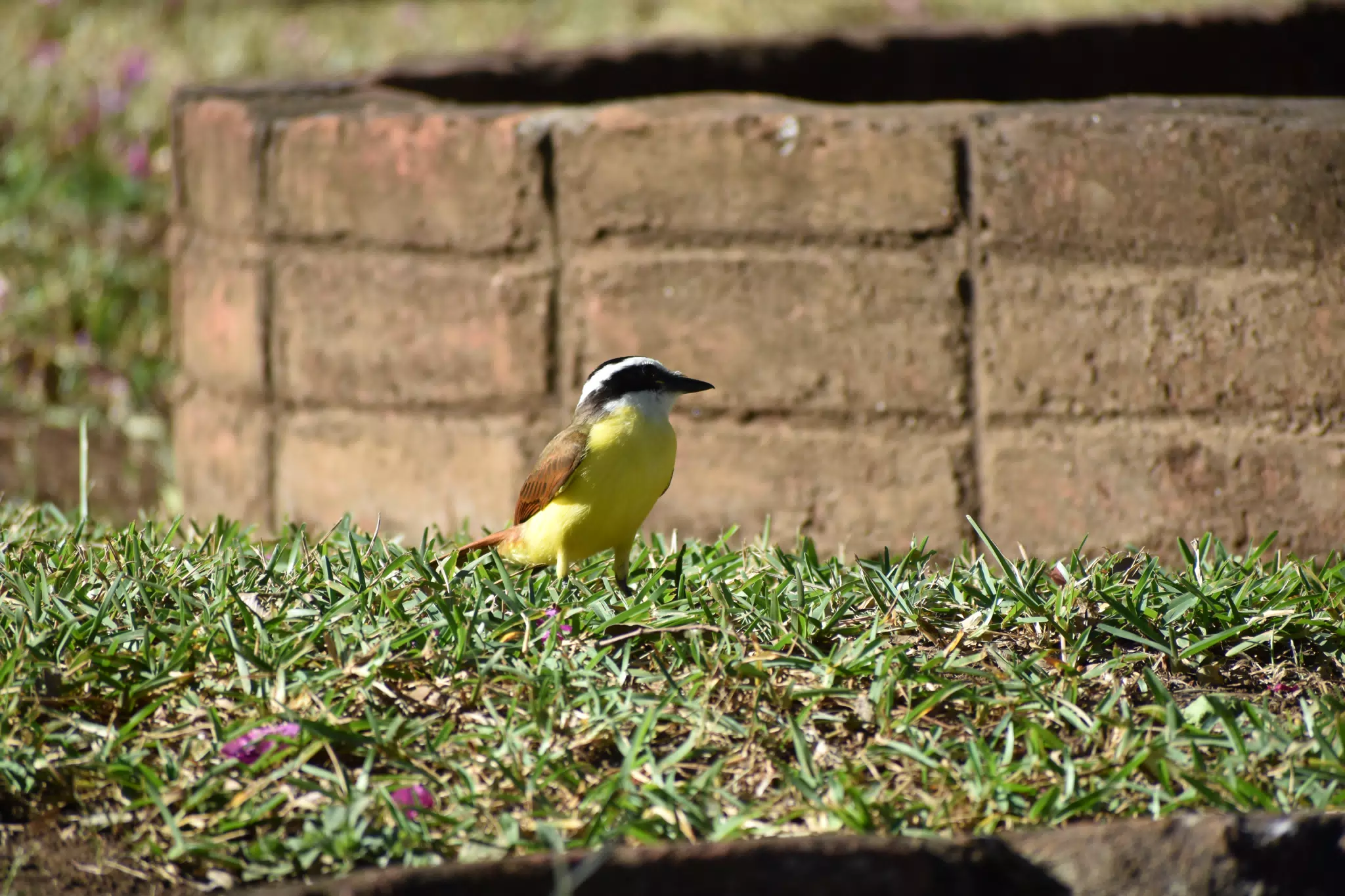 Mornings in the Garden