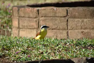 Mornings in the Garden