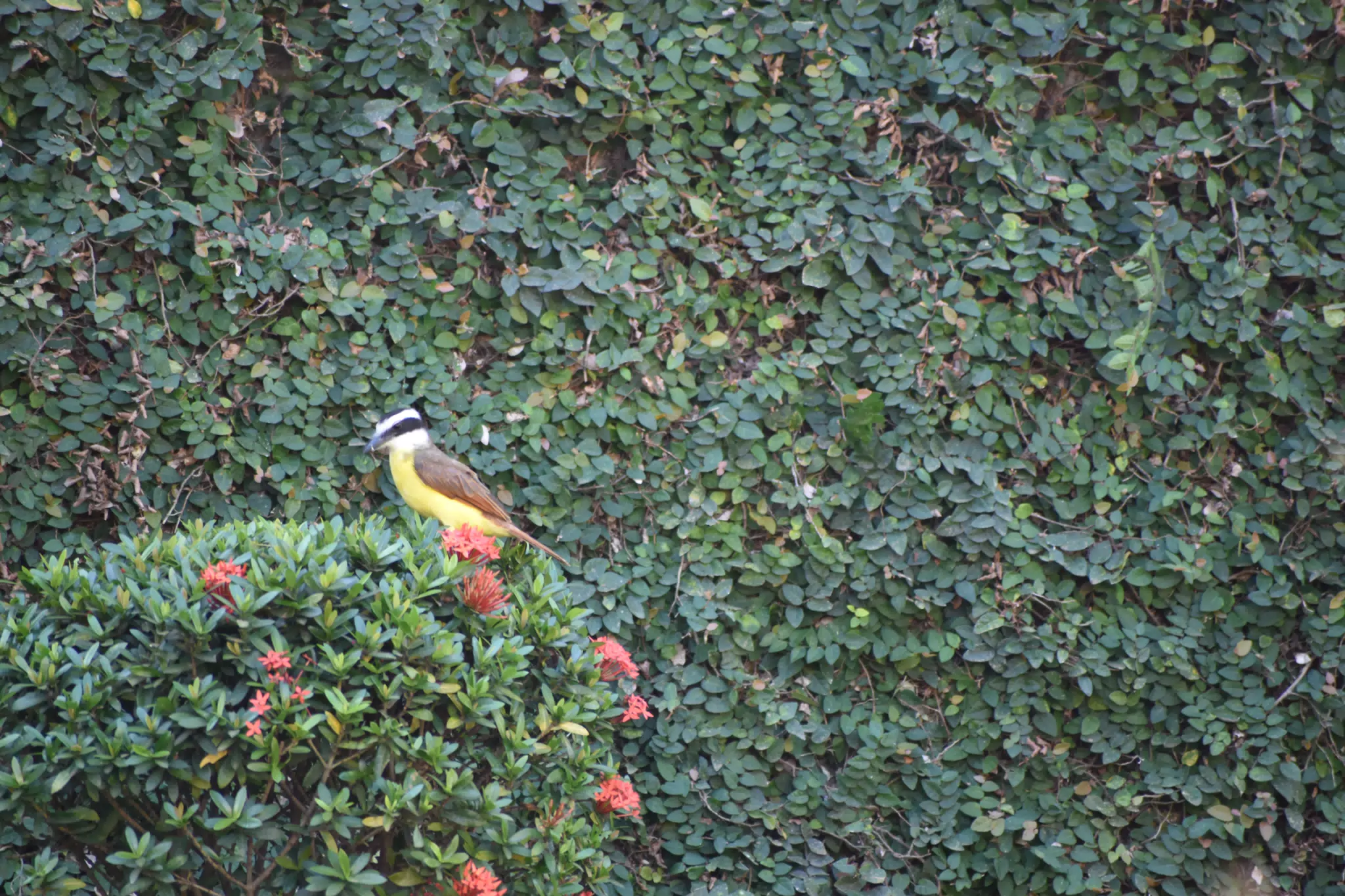 Mornings in the Garden