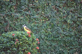 Mornings in the Garden