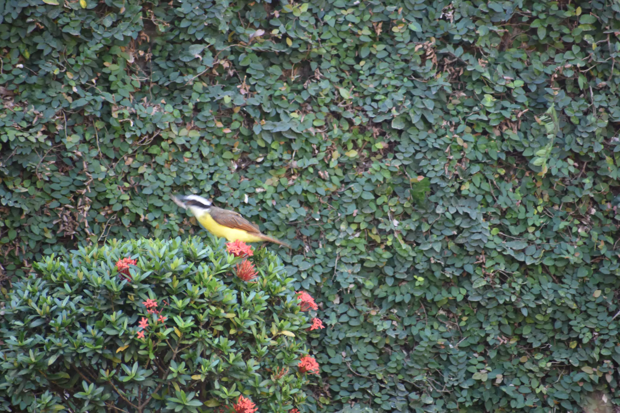 Mornings in the Garden
