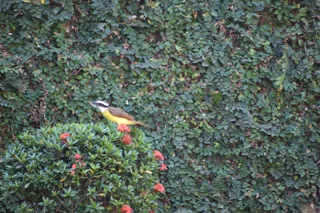 Mornings in the Garden