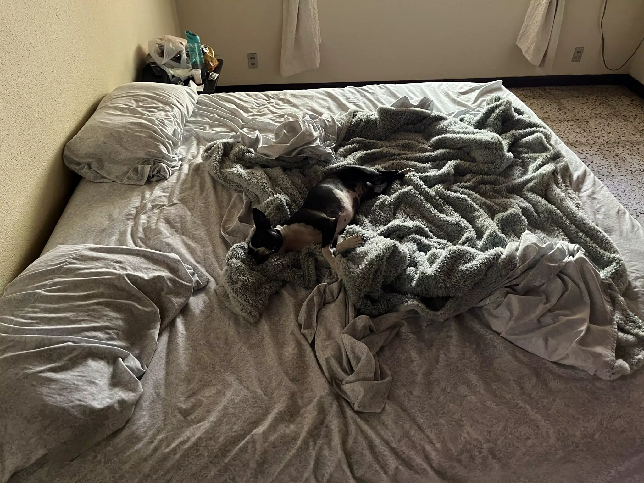 Clive in a Pile of Blankets