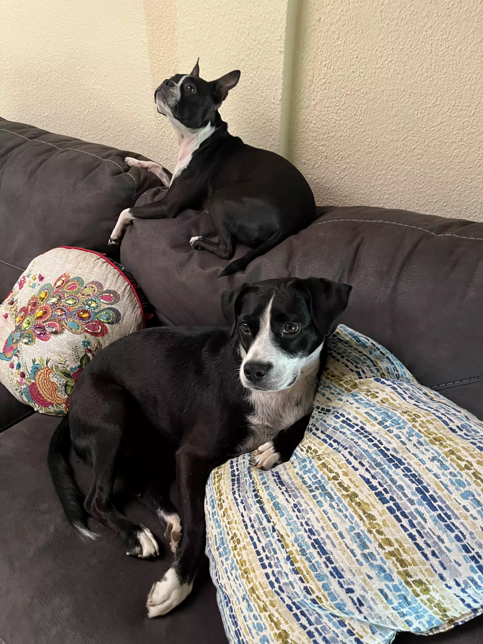 Lounging Dogs: Clive & Mia on the Couch