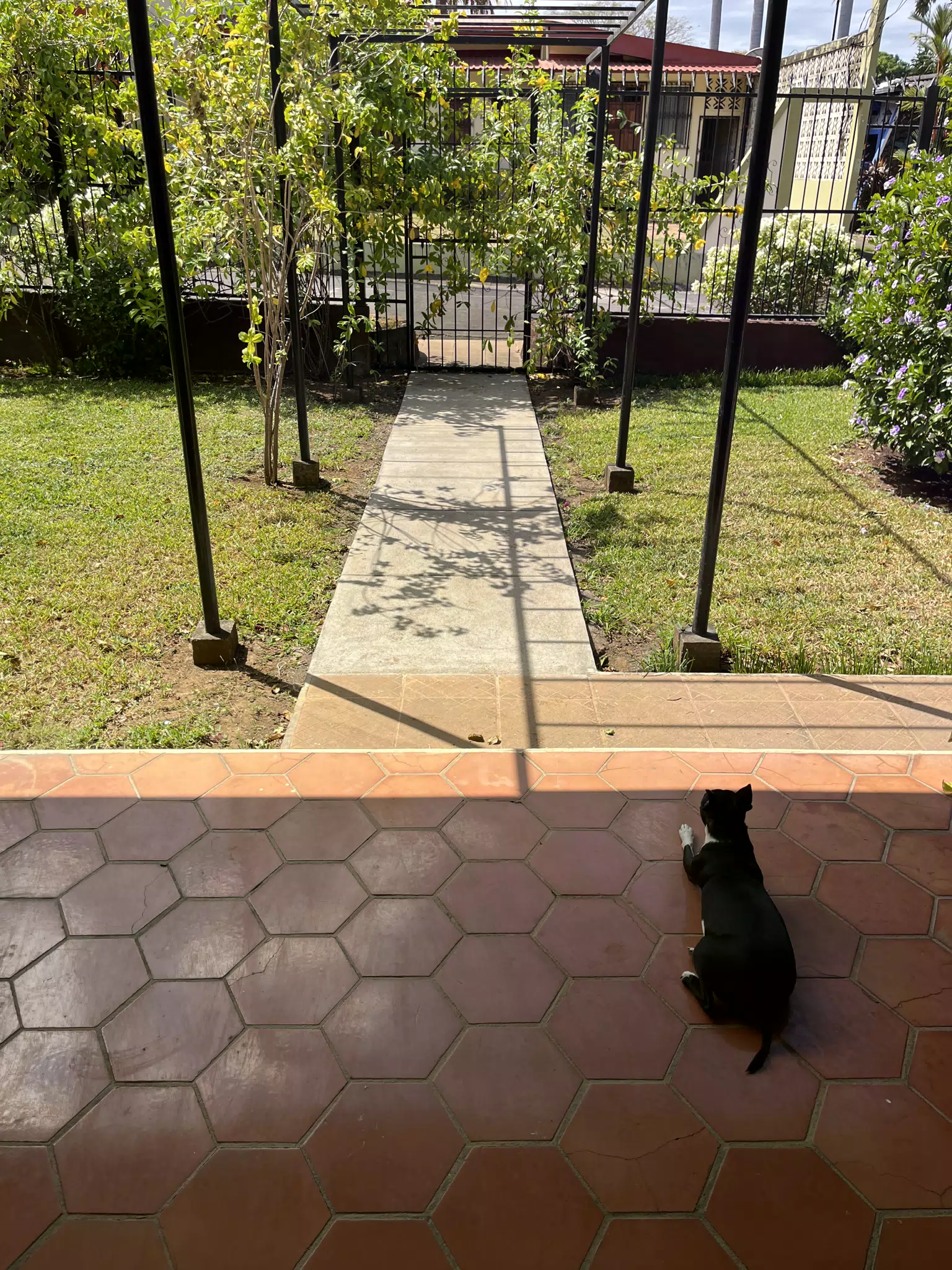 Clive on the Porch