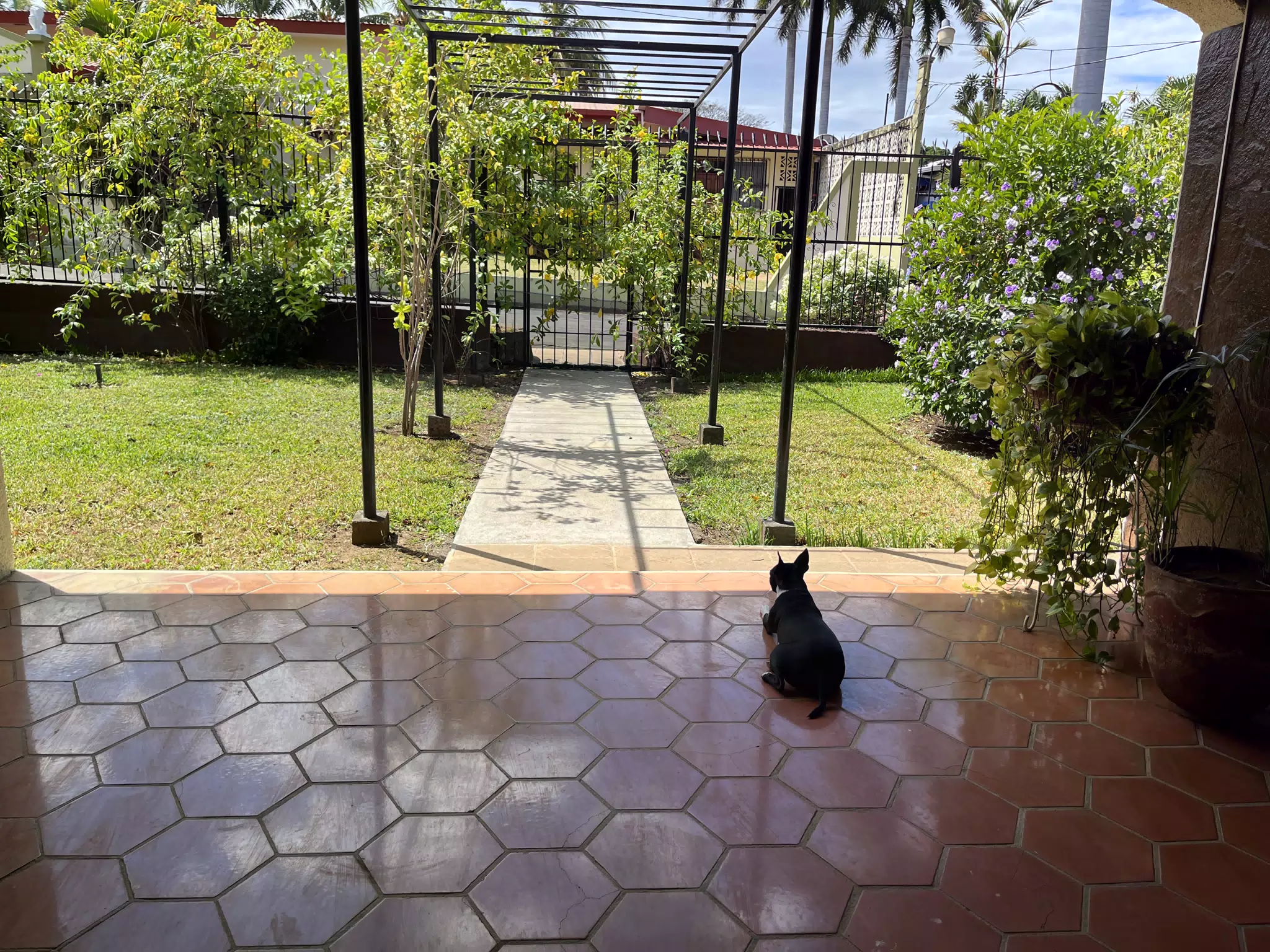 Clive the Guard Dog