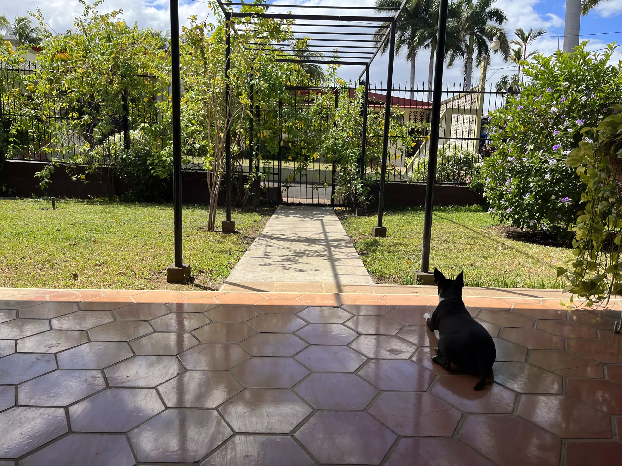Clive the Boston Terrier Guarding the Front Door