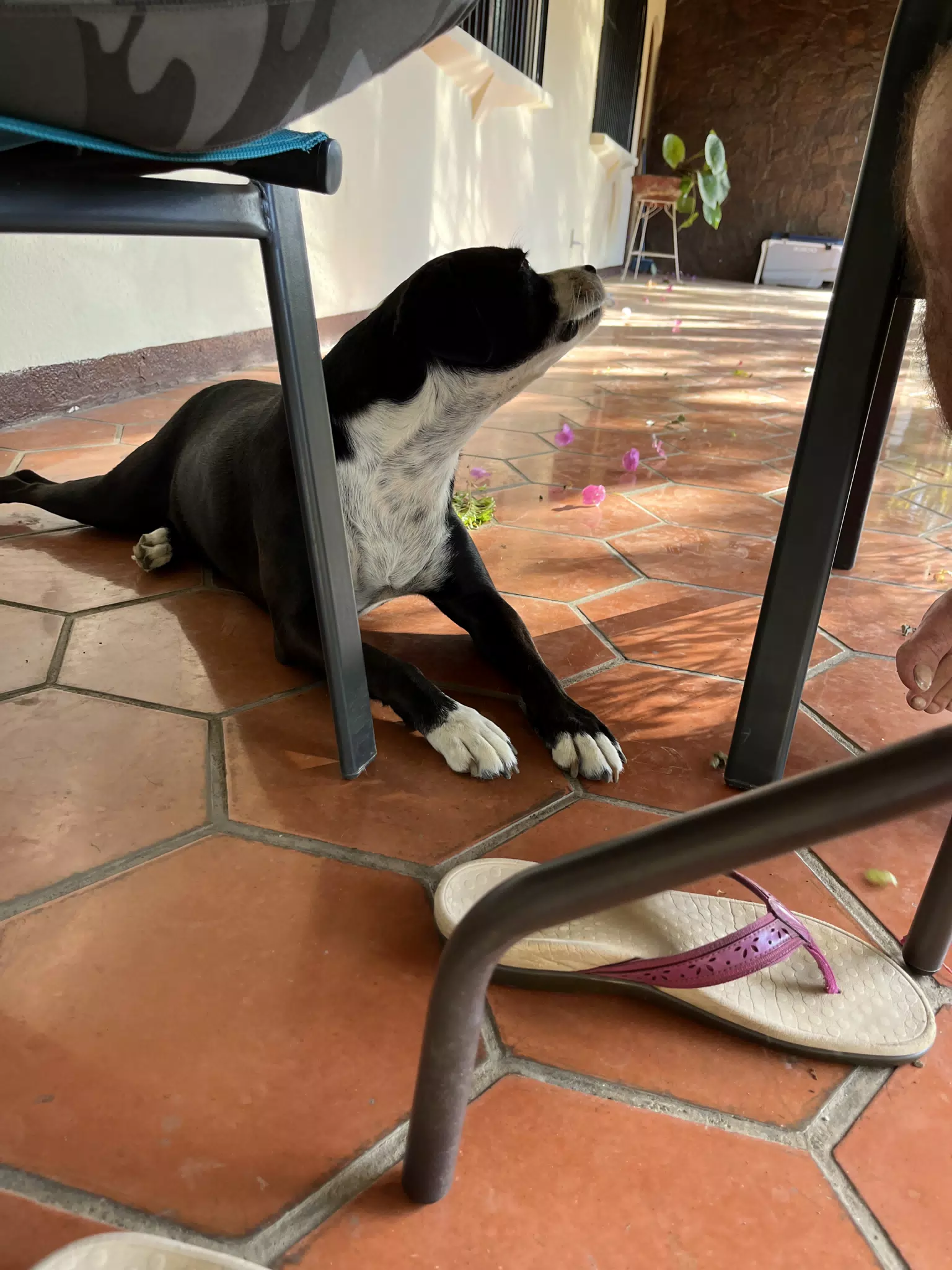 Mia Under a Chair