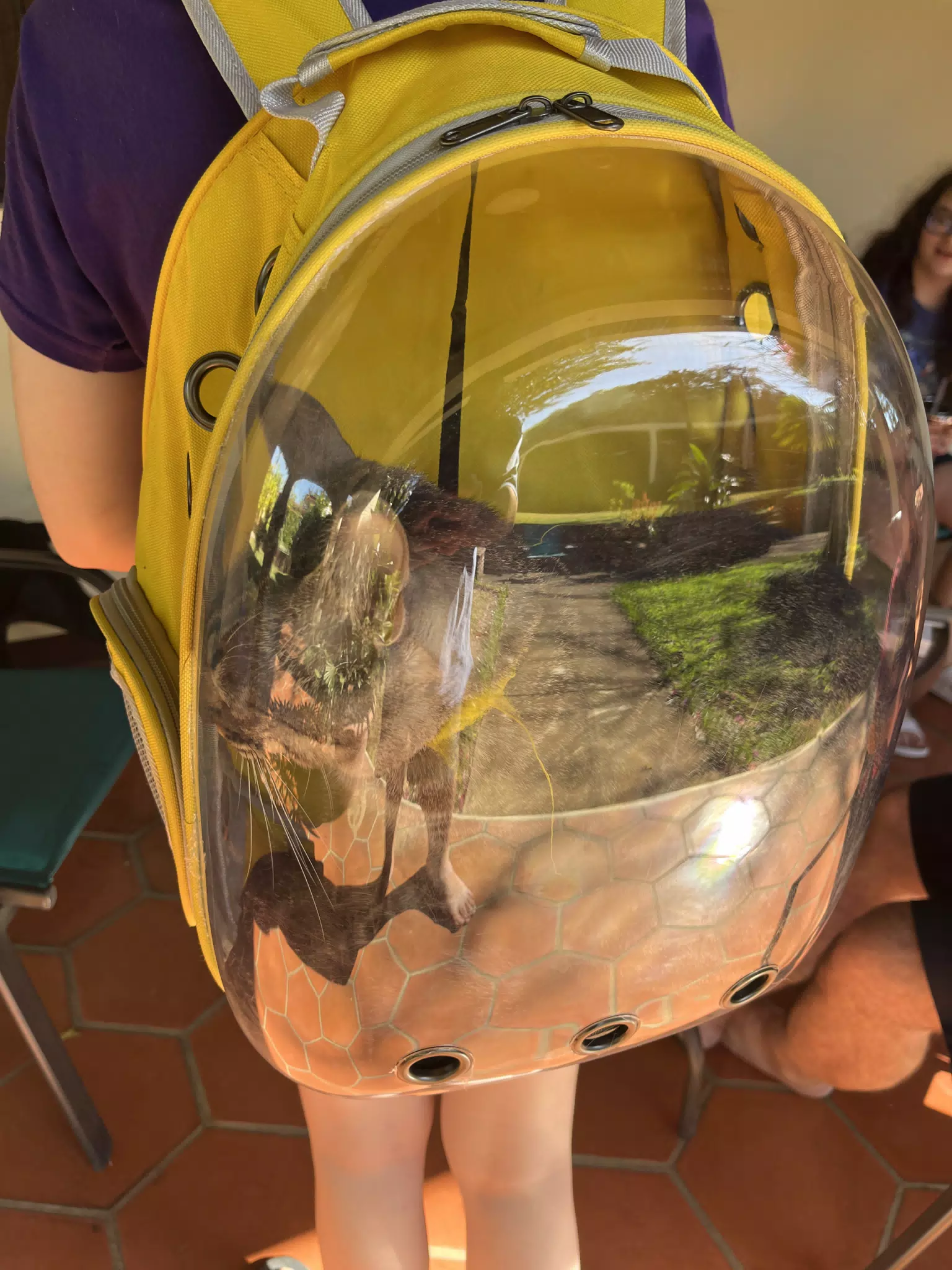 Minerva the Cat in a Backpack