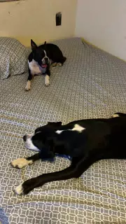 Dogs on the Bed