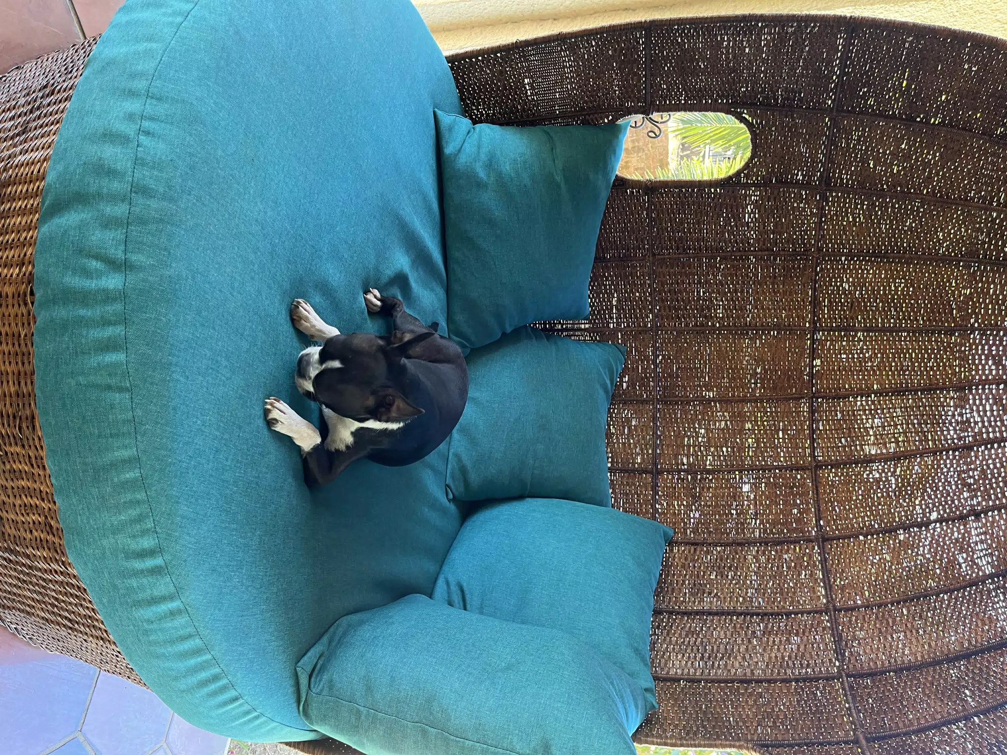 Clive in Patio Chair