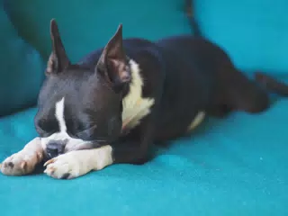 Clive Sleeping