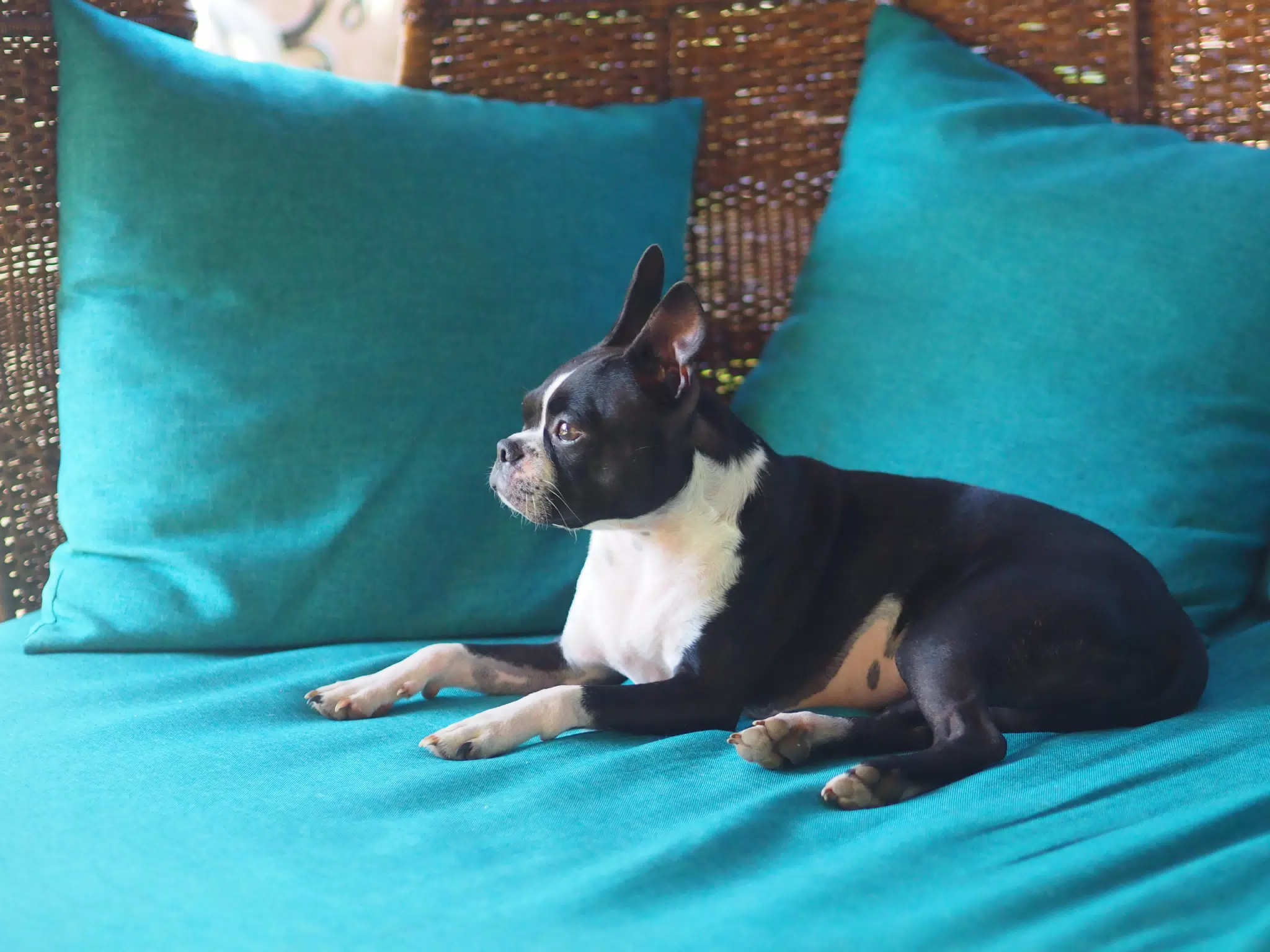 Clive the Boston Terrier on Garden Chair