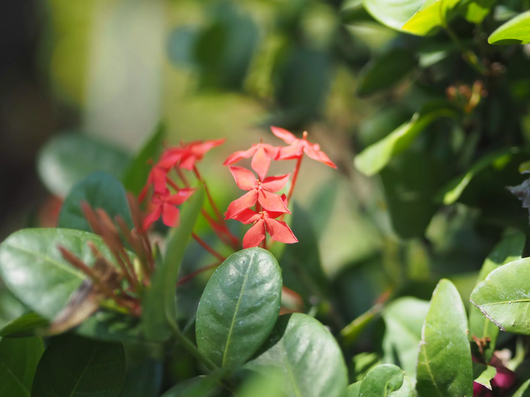 Flowers in My Garden