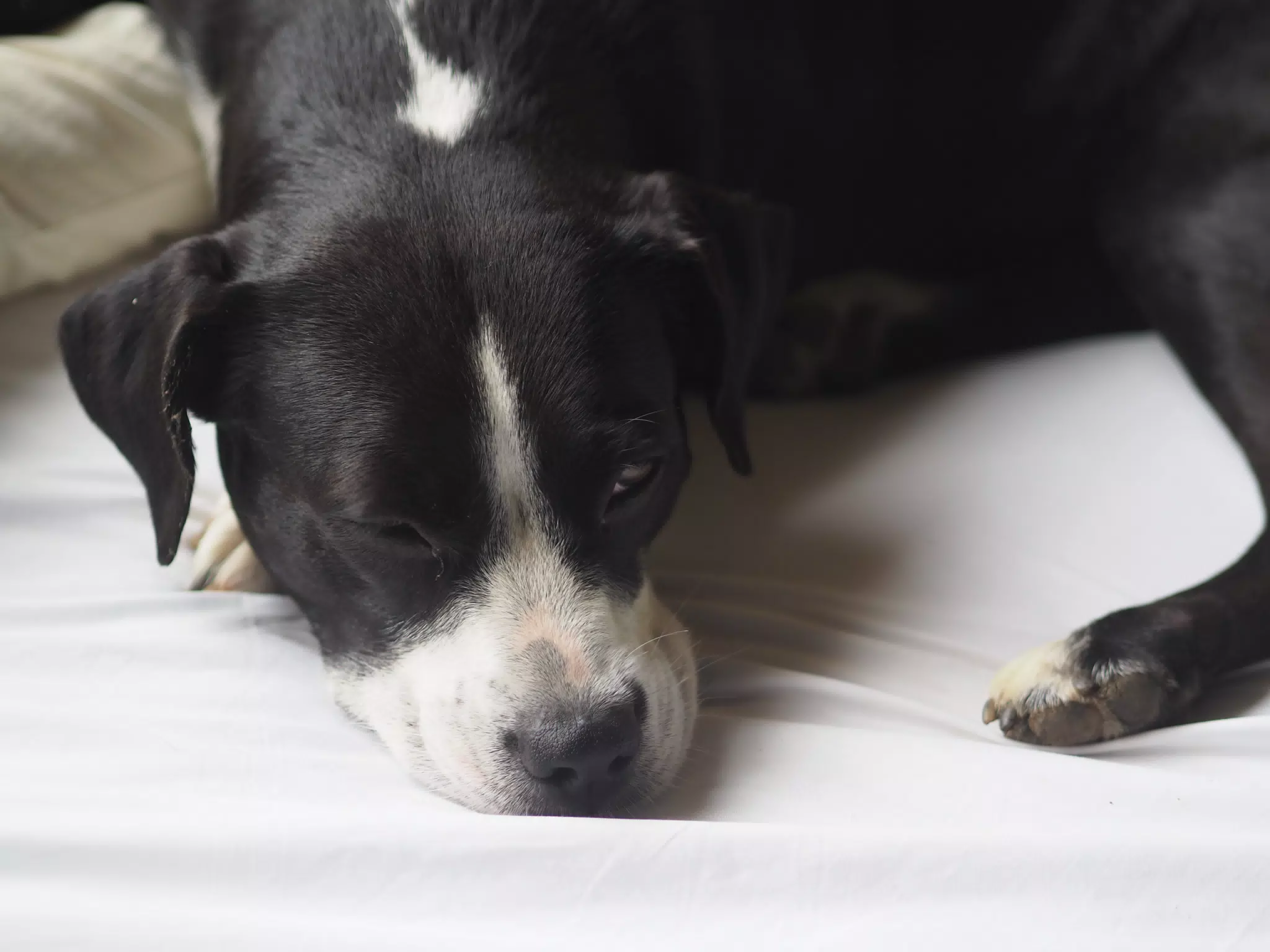 Mia Sleeping on the Bed