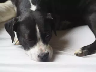 Mia Sleeping on the Bed