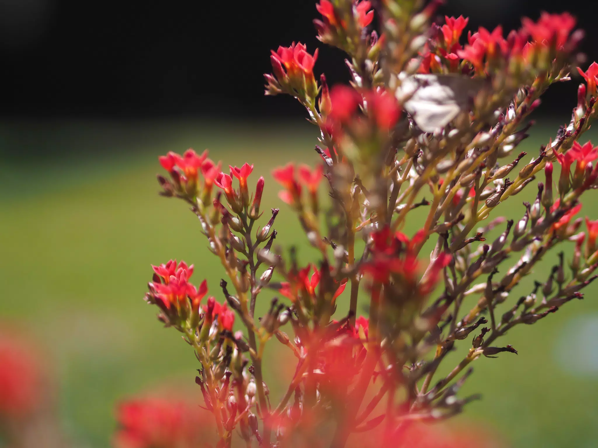 Flowers in My Garden