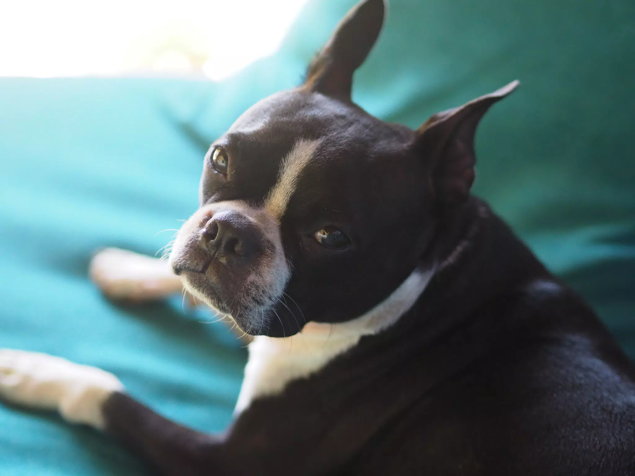 Boston Terrier Looking Back, Clive on Garden Chair