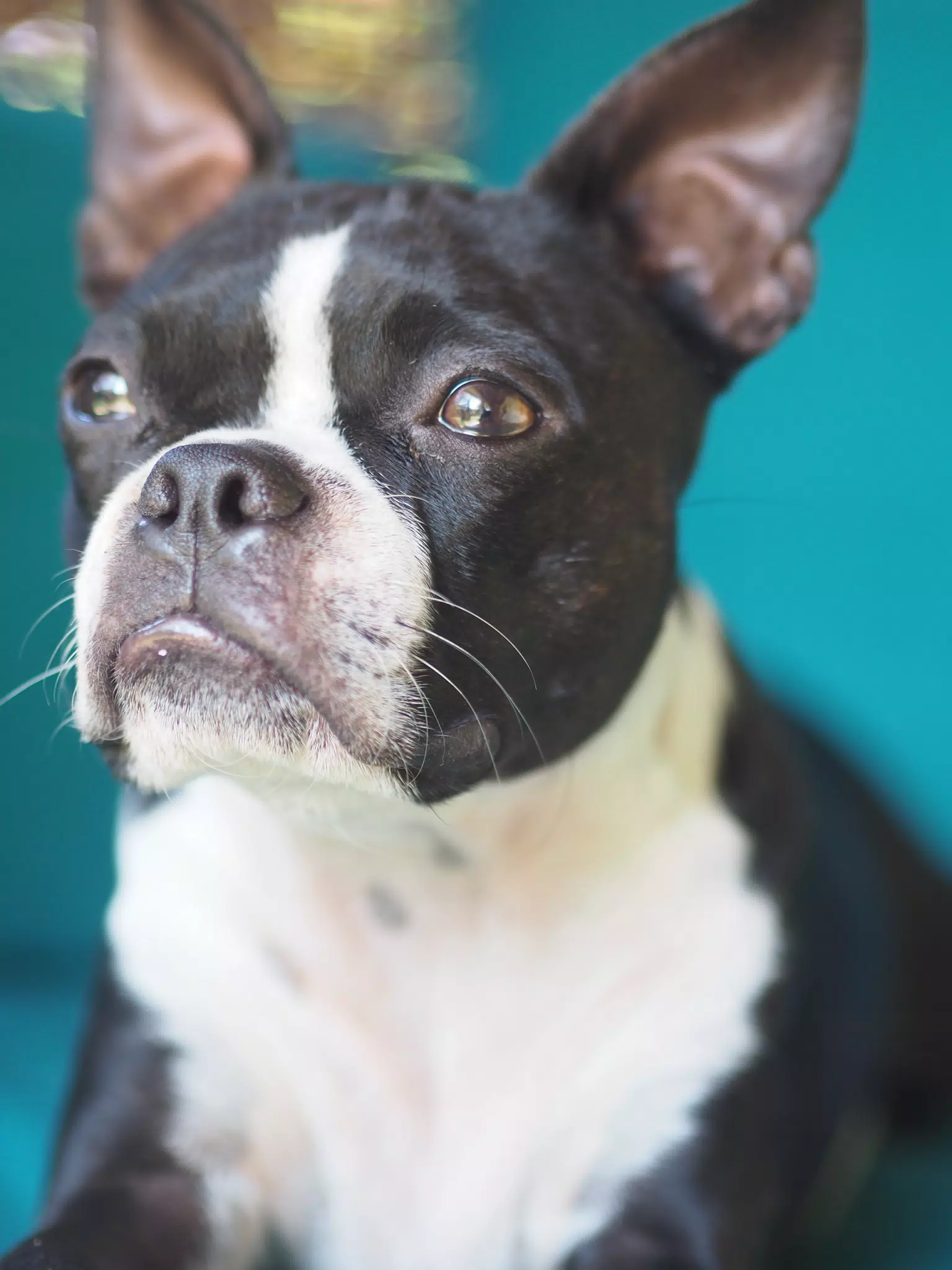 Portrait of a Boston Terrier