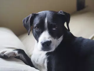 Mia on Her Pillow