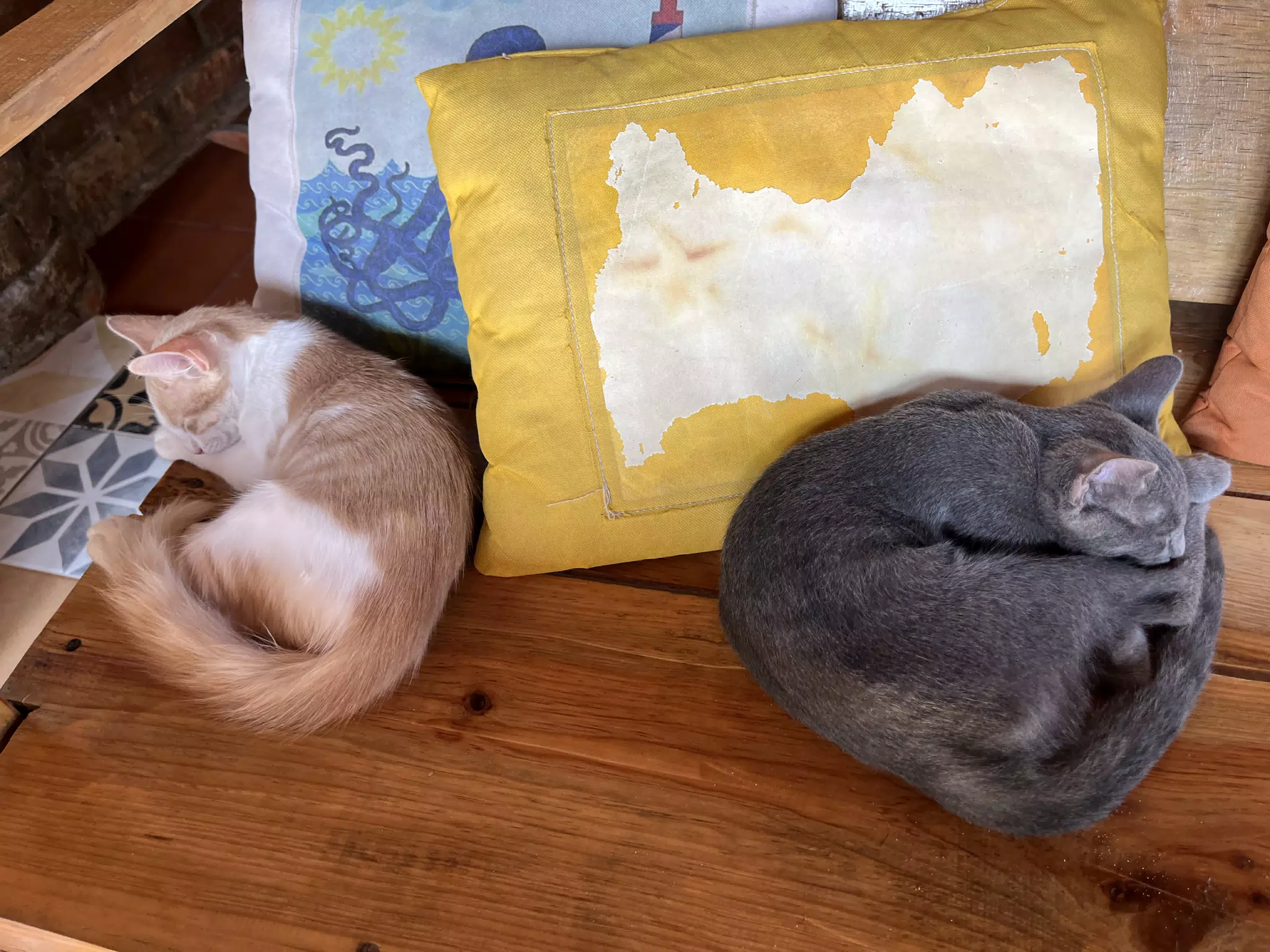 Simple Beach Lodge Cats