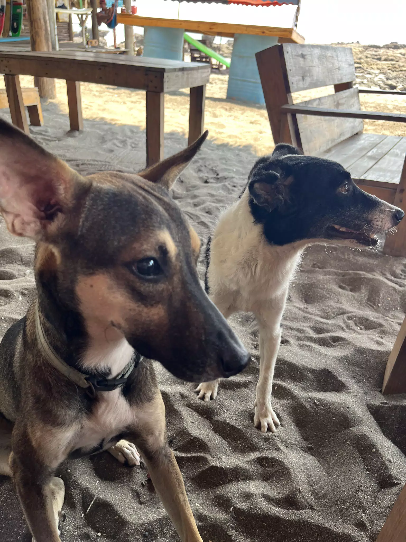 Dogs of Las Peñitas, Nicaragua at Pirates Point at the Simple Beach Lodge