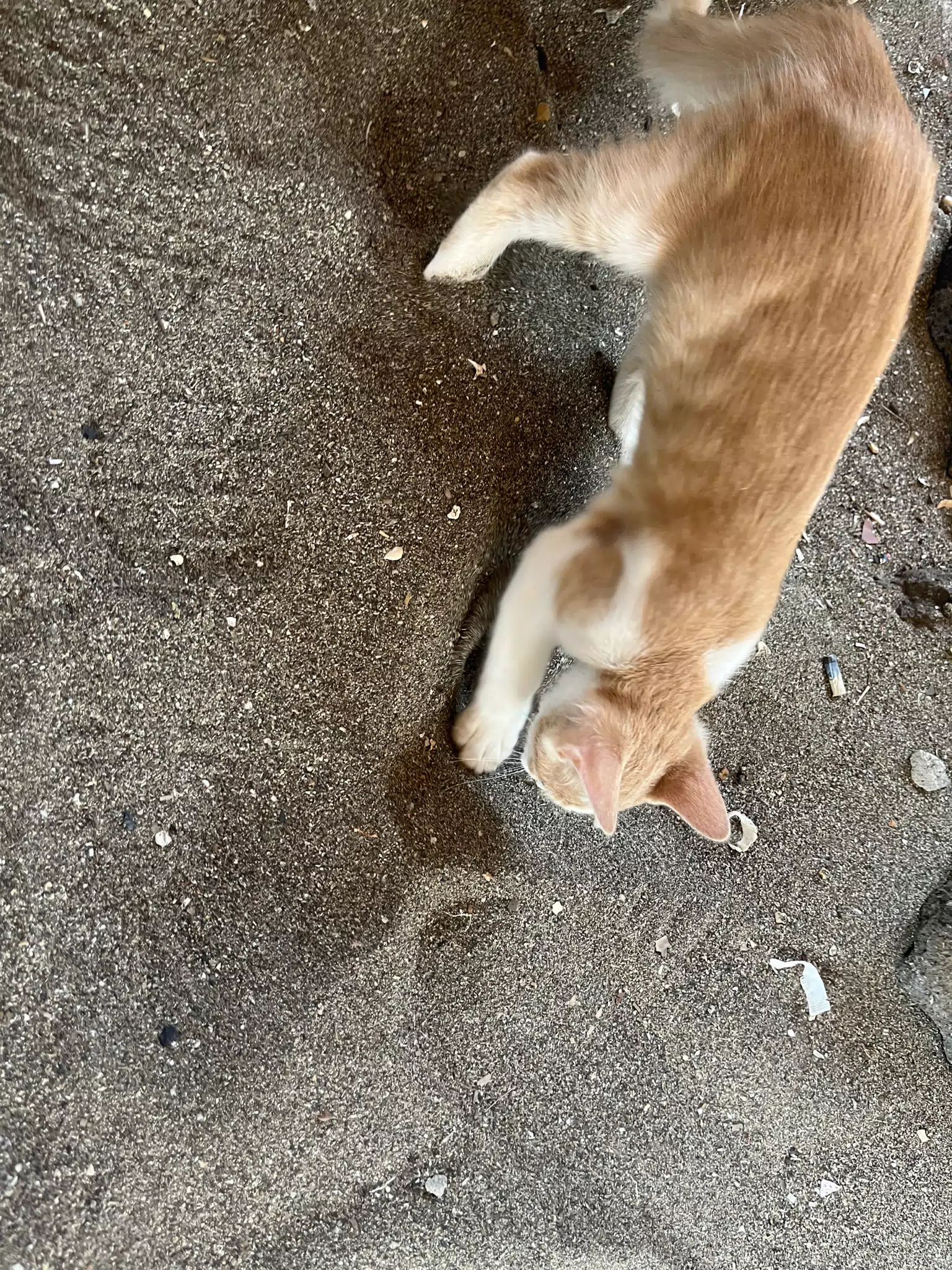 Hotel Cat on the Beach