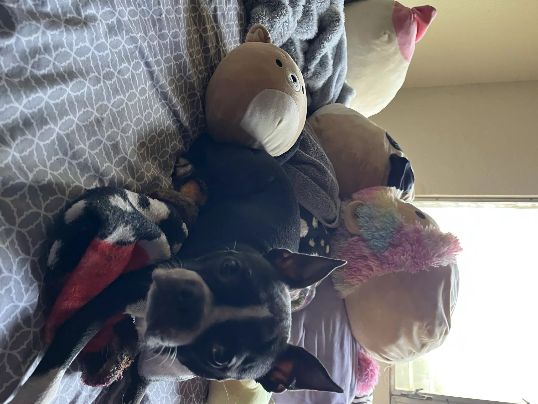 Clive with Stuffed Animals on Bed
