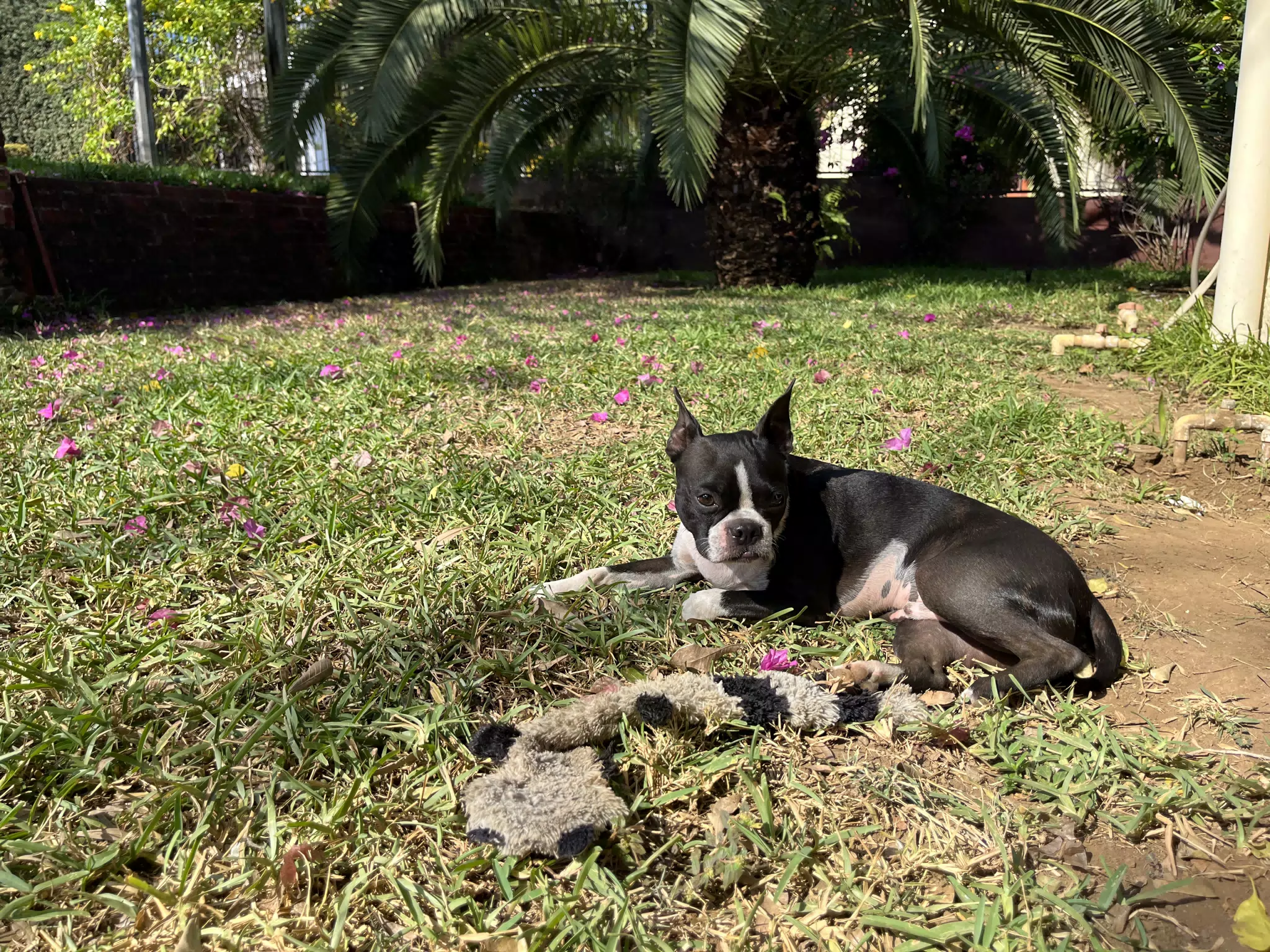 Clive in Yard with His Stuffed Weasel
