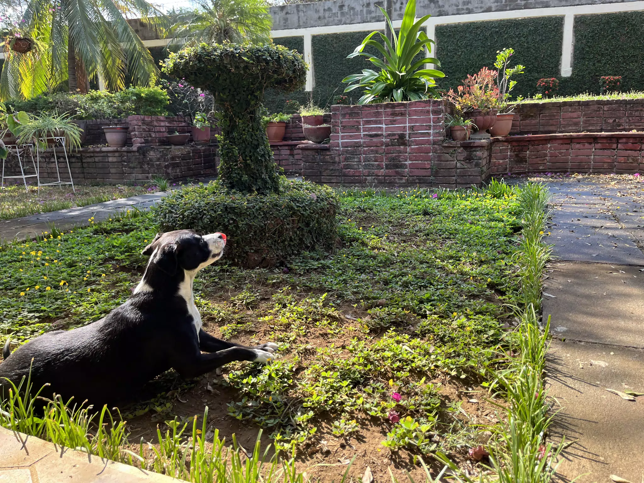 Mia Laying Out in the Garden in the Sun