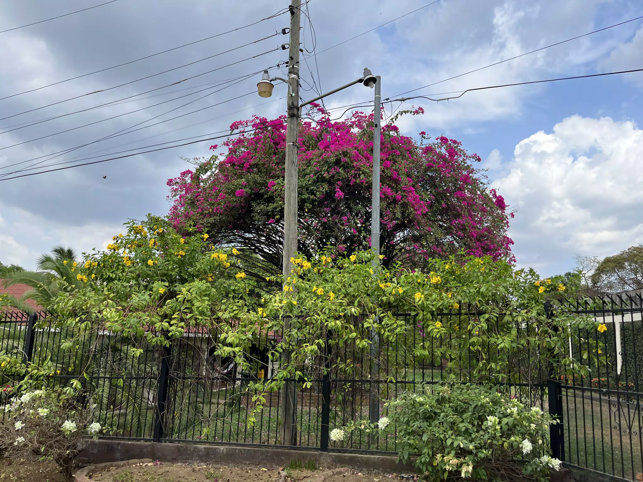 Colorful Flowers in the Garden